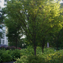 Trees