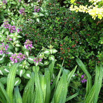 Perennial favorites | Artistry Landscaping Design
