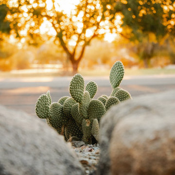 Desert Vista