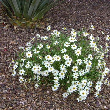 Southwestern Plants