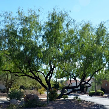 Southwestern Plants
