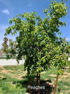 Japanese Blueberry Elaeocarpus Decipiens Experiences