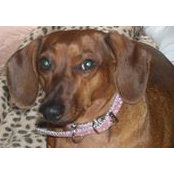 Diane Neal's photo