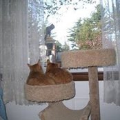 Jeanine Wheatley's photo