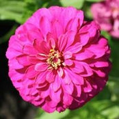 Cheryl Thorimbert Carletons billede