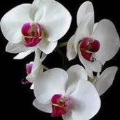 Stacey Cudmore's photo