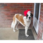 Savannah St Bernard's photo