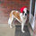 Savannah St Bernard