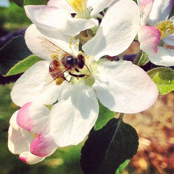 Apple Blossom