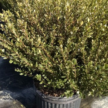 Shrubs