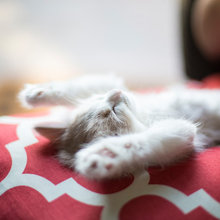 Furry Four-Legged Kids