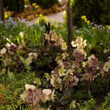 Hope Springs Eternal, Canada Blooms 2013