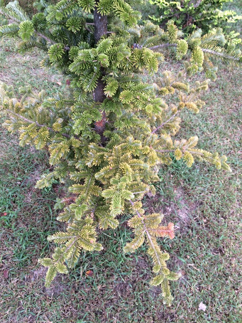 Yellowing and brown needles on Fir Tree