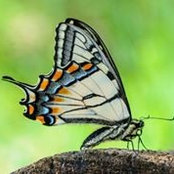 Keith Morgans's photo