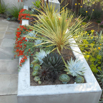Modern Succulent Garden