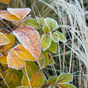 Great Plant Combinations