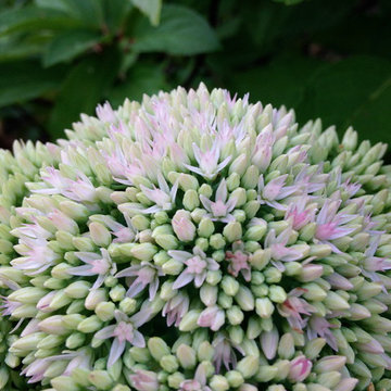 Sedum 'Autumn Joy'
