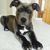 Melvin Pandher's photo