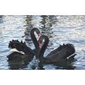 Mariana Budiman's photo