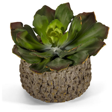 Monkey Tail Succulents in Clay Pot