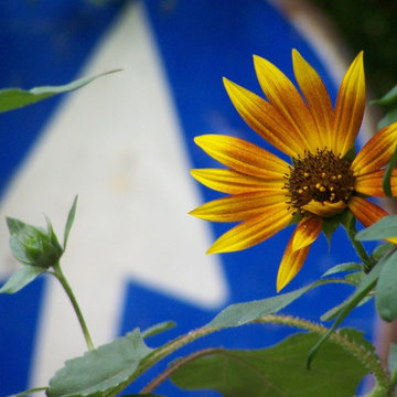 Girasole