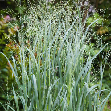 Switch Grass