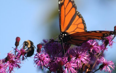 Great Design Plant: Ironweed Fills Tall Garden Orders