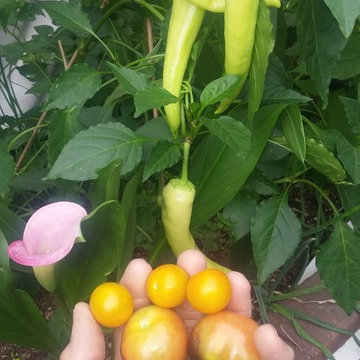 2nd year growing system established