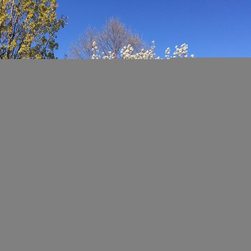 Misc. Trees - Products