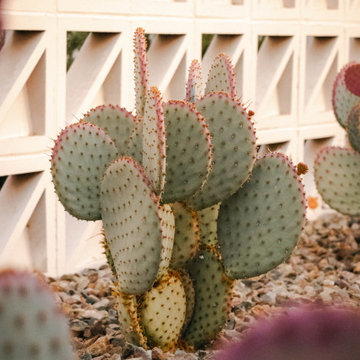 Desert Fern