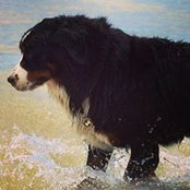 Janice Rosen's photo