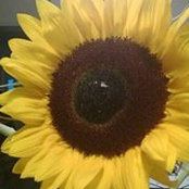 Shelley Lauderbaugh-Salvatore's photo
