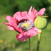 Sandra O's photo