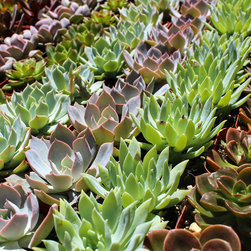 Assorted Succulent Packs - Products