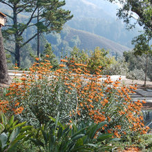Plantings