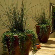 plantas interior