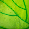 Eden Bath EB_GS18 Bathroom Green Leaf Shaped Tempered Glass Vessel Sink