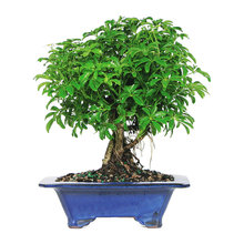 Bonsai