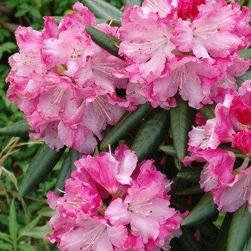 Southgate® Brandi™ Rhododendron Rhododendron x 'Brandi Michele Raley'