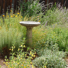 CA Native Garden