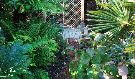 Garden Tour: A Stunning Tropical Garden Before and After