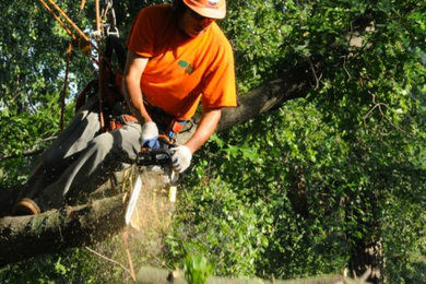 Tree Care and Landscaping