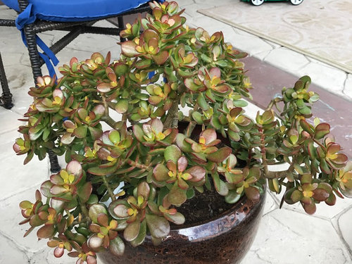 Jade Has Tiny Brown Spots