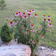Indiana native landscaping