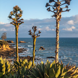Succulents and ocean - Products