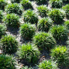 Landscape Ideas