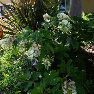 Low Water Landscape Rebate - Willow Glen