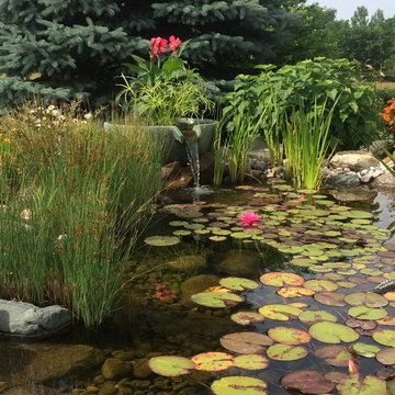 Pond with Natural Wetland Filtration System