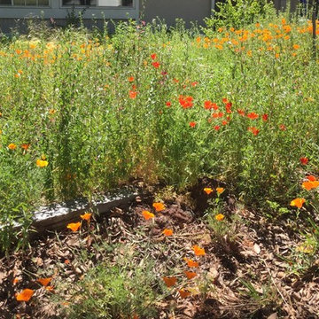 California Native Plant Front Yard