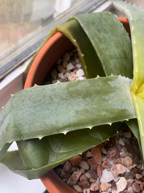 aloe plant limp??